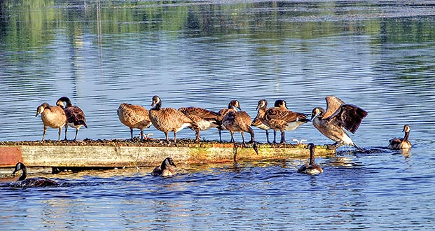 Geese On A Dock DSCF14459