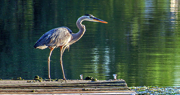 Heron On A Dock DSCF14222