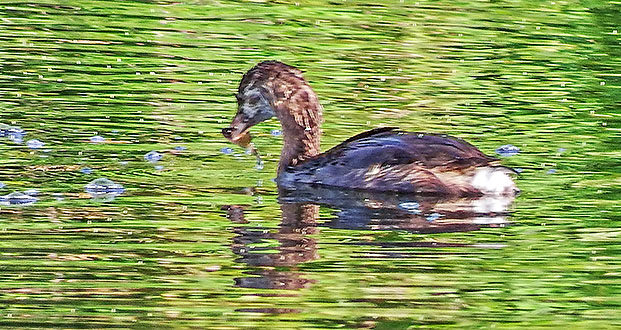 Grebe With A Catch DSCF14921
