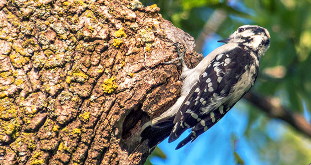 Downy Woodpecker DSCF21615