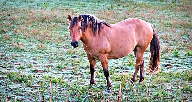 Equine Pal P1100686