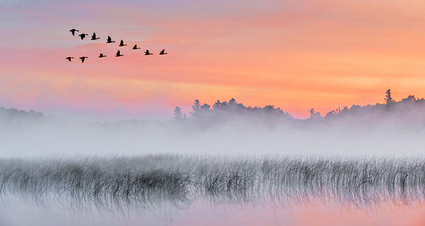 Geese Over Misty Otter Lake P1110163-4