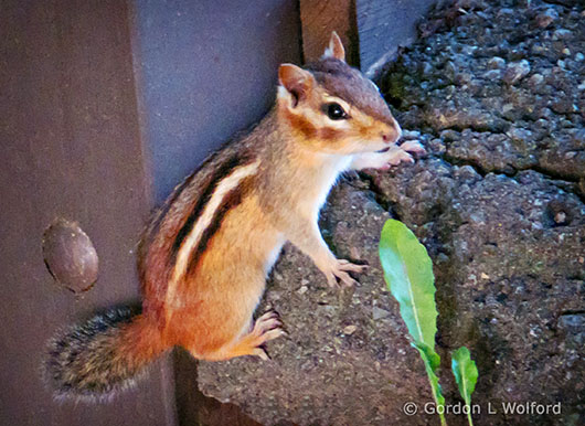 Chippie Hanging On DSCF1003