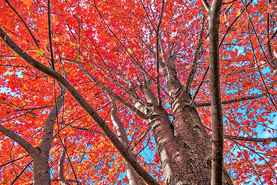Up An Autumn Tree P1140658-60
