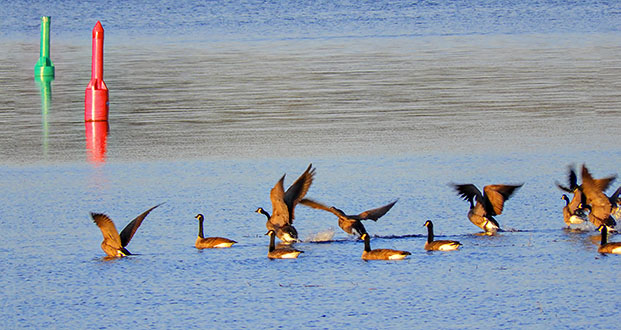 Geese Taking Flight DSCN00443