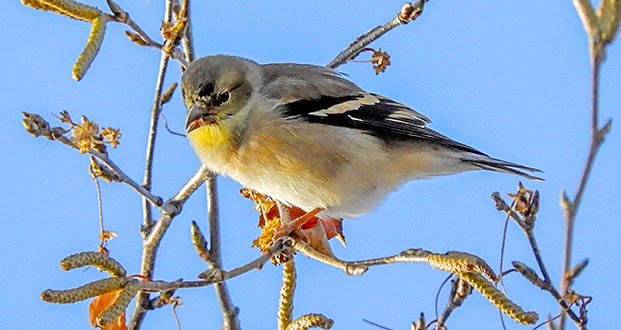 American Goldfinch DSCN00561
