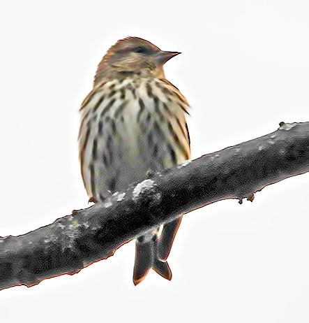 Pine Siskin On A Branch DSCN00843