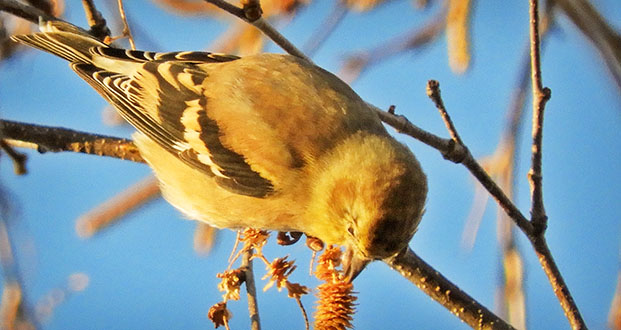 American Goldfinch DSCN00658