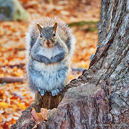 Hopeful Squirrel DSCN01309