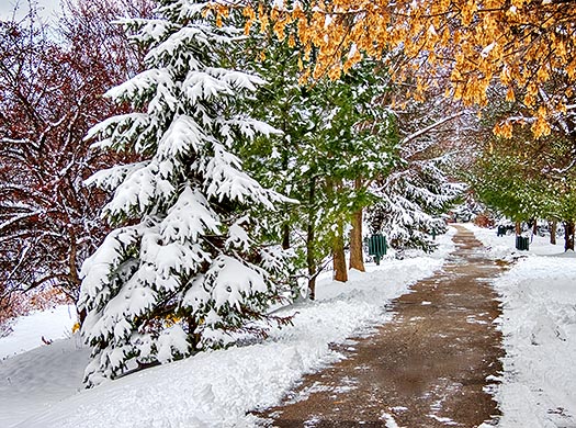 Wintry Evergreen Avenue DSCN01552-4