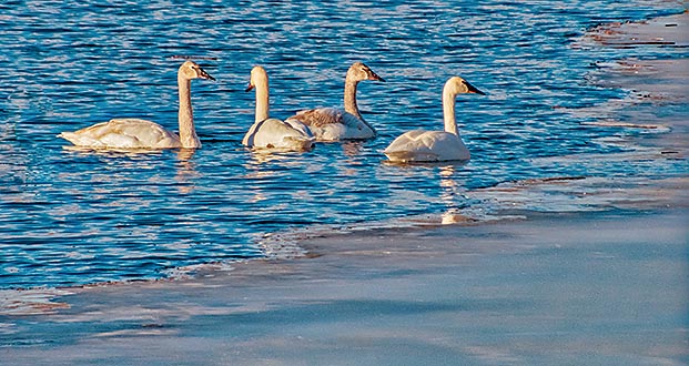 Four Swans A Swimming DSCN03050