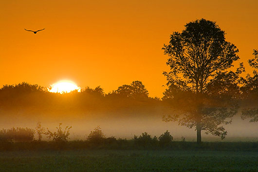 Misty Sunrise 38372