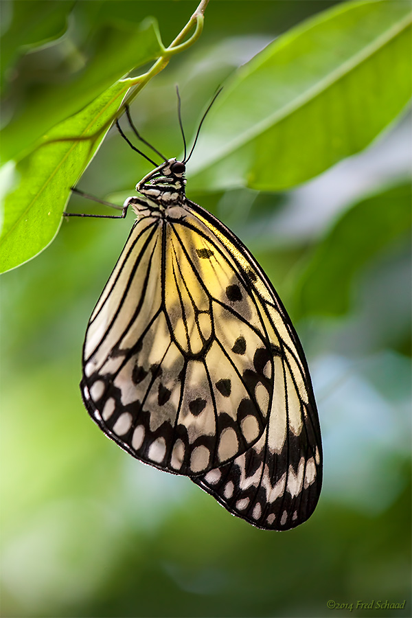 White Tree Nymph