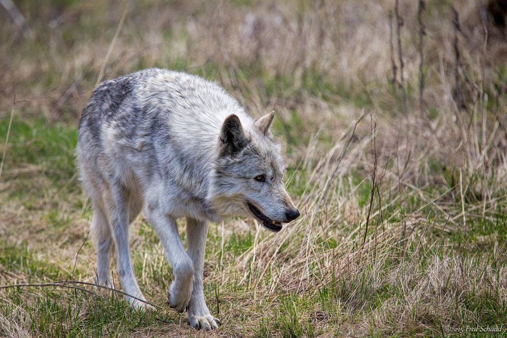 Grey Wolf