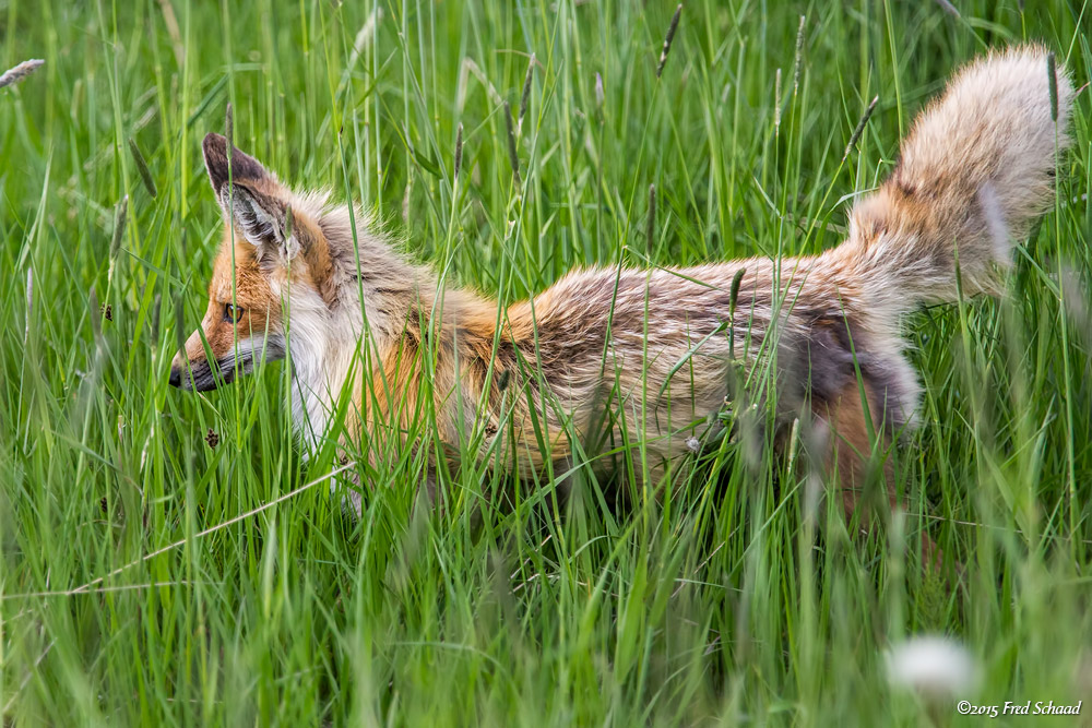 Red Fox