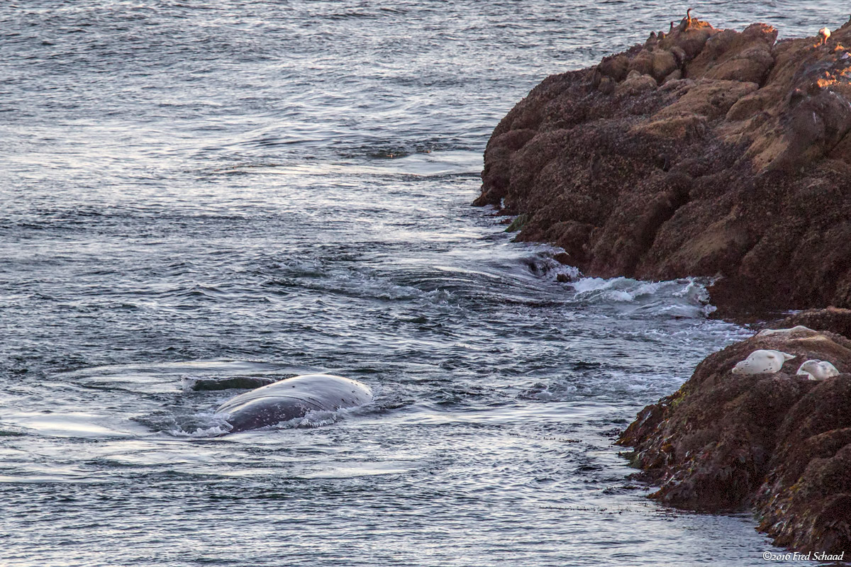 Grey Whale