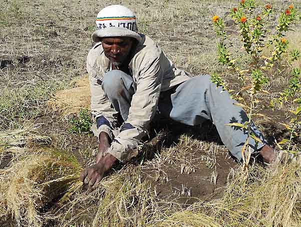 Ethiopian farmer cutting teff, a fine grain, about the size of a poppy seed. Teff flour is used to make the national dish injera