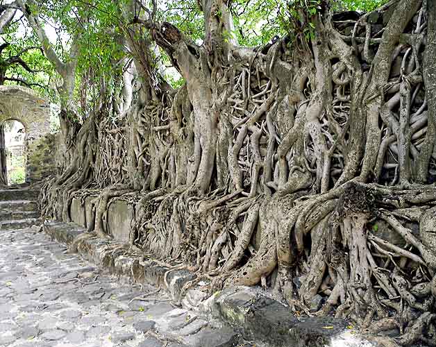 Not a temple in Angkor. A wall of Fasilides Bath in Gondar, Ethiopia, is hidden behind these strangler figs (Ficus gibbosa).