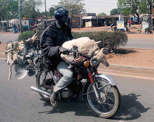 Transport of sheep and chickens on a motorbike, Burkina Faso