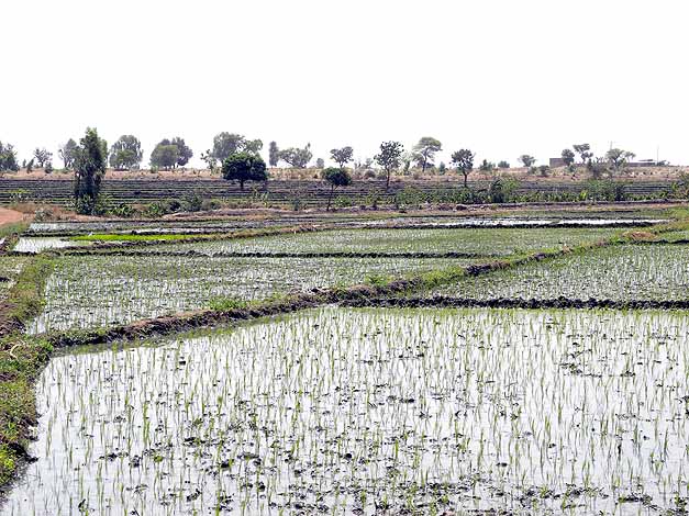 Paddy fields, Boulgou Province, Burkina Faso, provided with water from the Balgr dam.