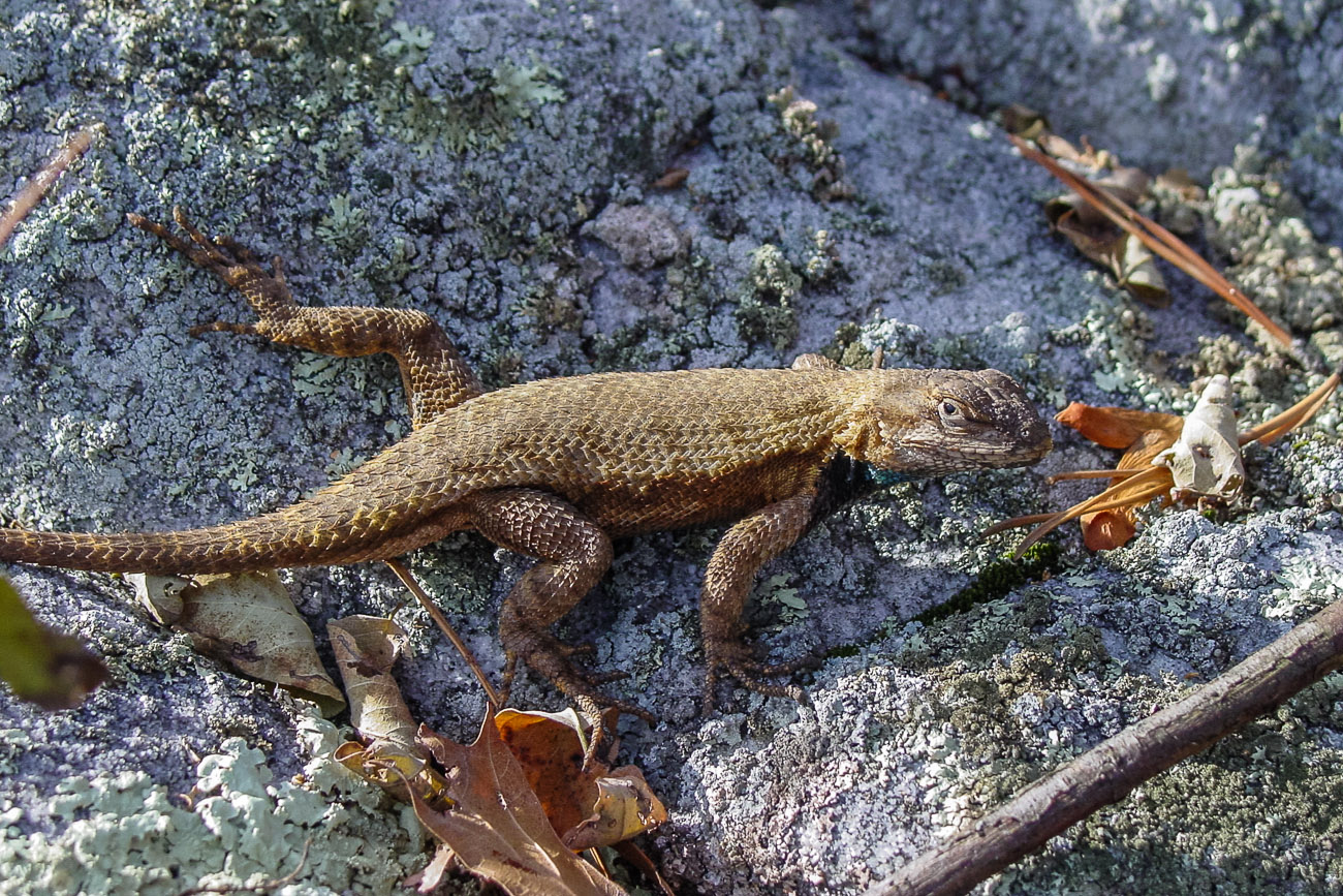 eastern fence lizard