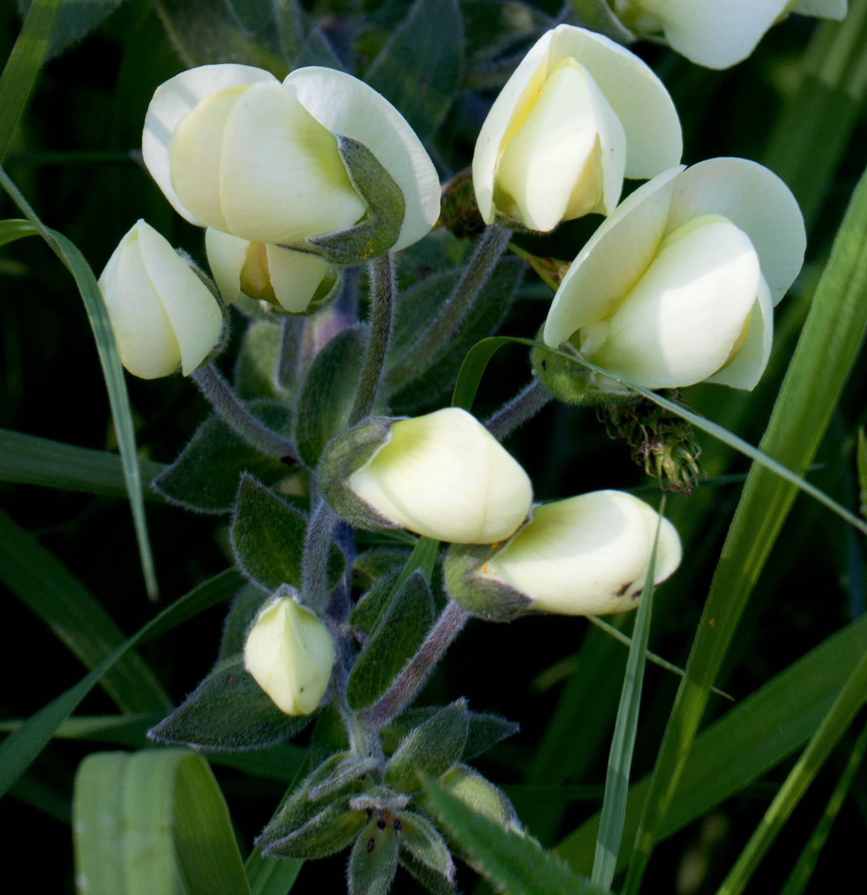 White Wild Indigo