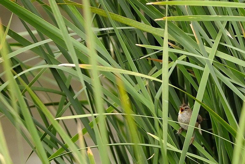 Marsh Wren