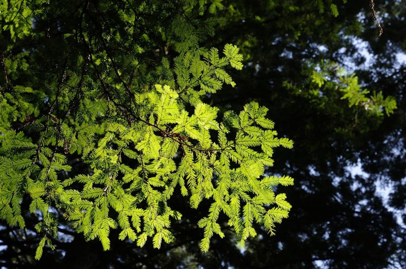 Under the Redwoods