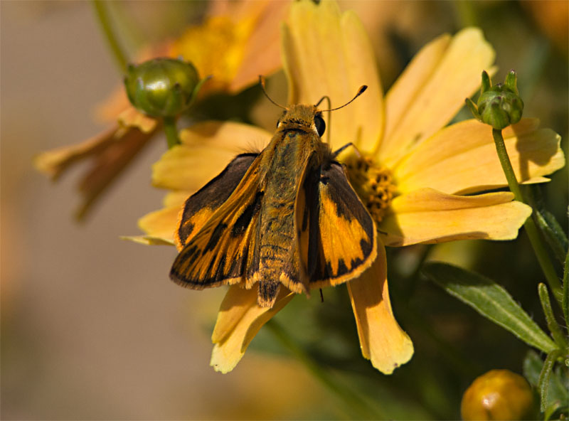 A Skipper