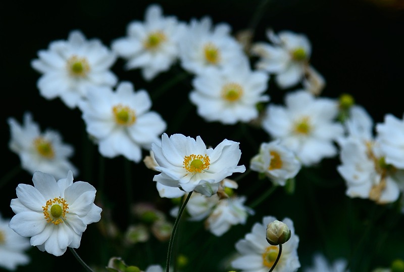 Japonica Anemone