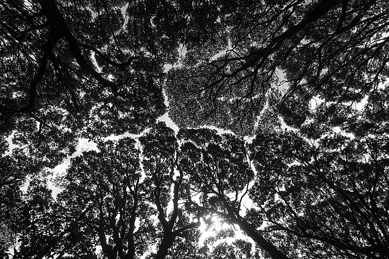 Under the rainforest canopy