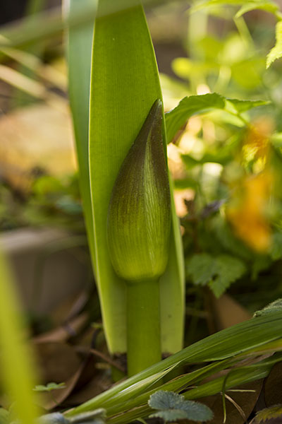 Promising giant flower