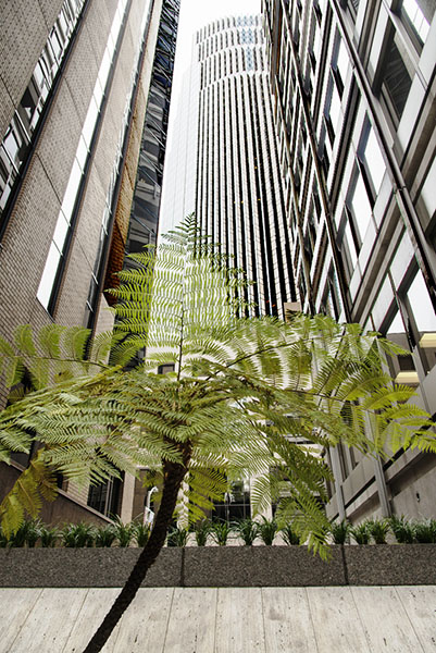 Big City Fern Grotto