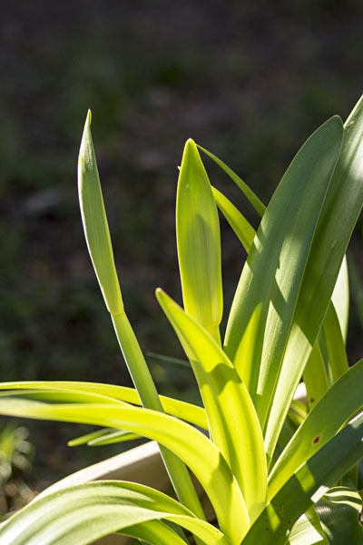 Two Amaryllis Stalks