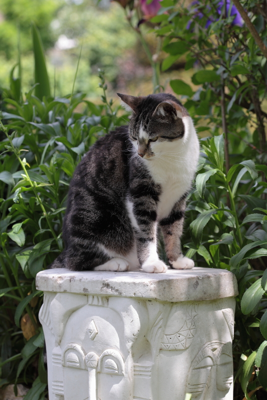 Pupuce, sur son pidestal