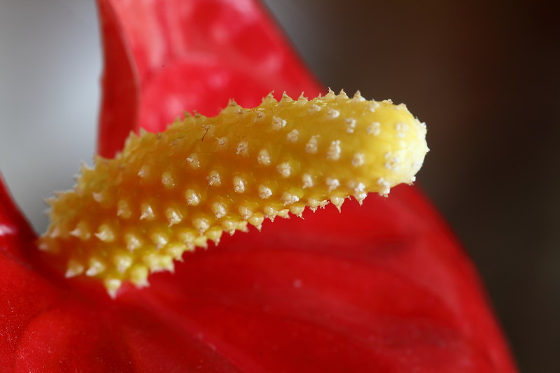 Anthurium