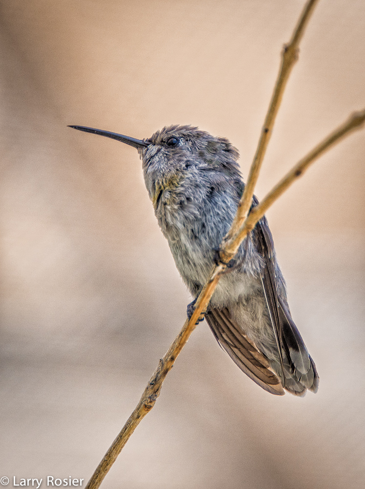 Juvenile, Hummingbird, Arizona- Sonora Desert Museum