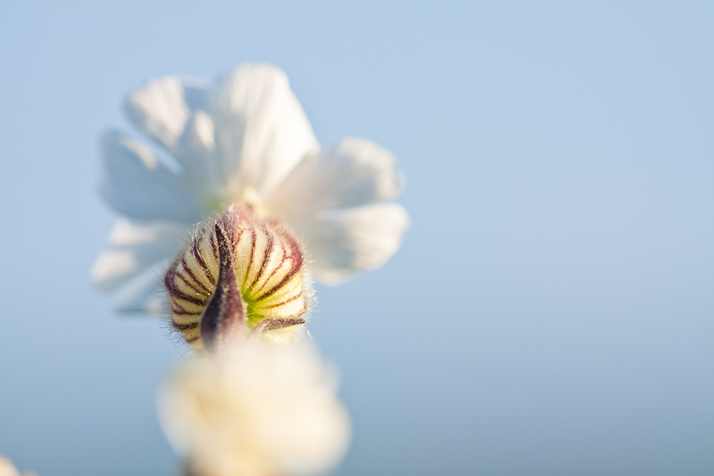 _MG_9618.jpg - Blue sky flower