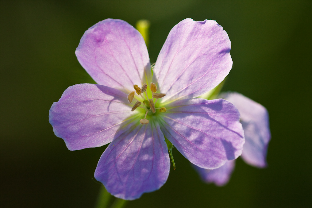 _MG_9434.jpg - Perfect geranium