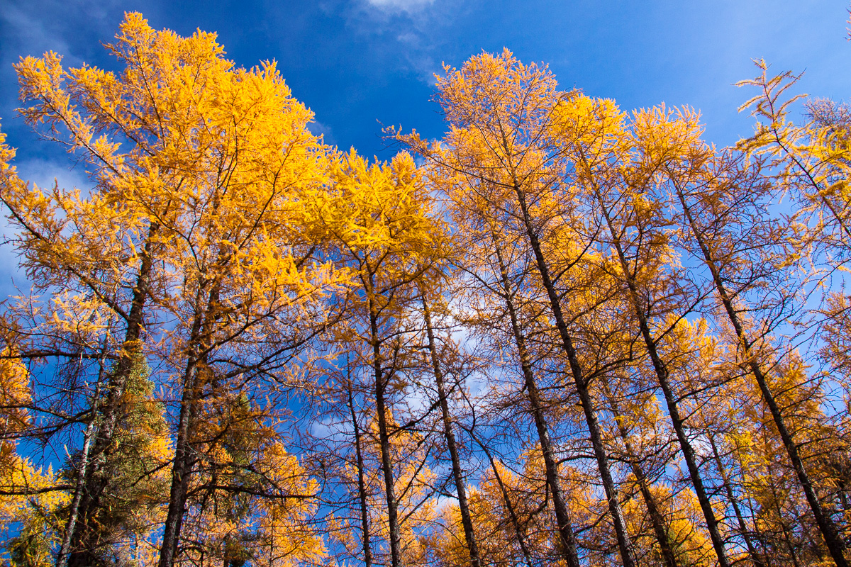 _MG_9010.jpg - Wall of gold