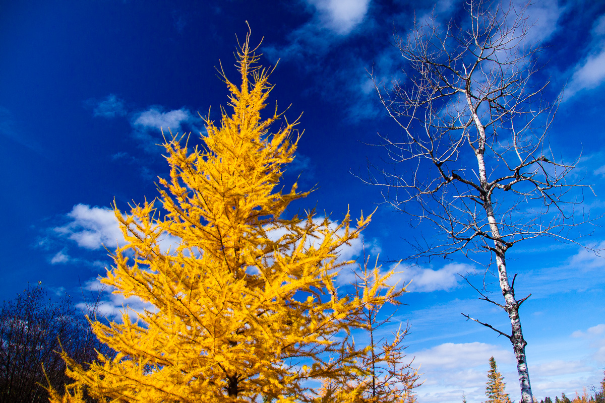 _MG_8985.jpg -Fall gold.