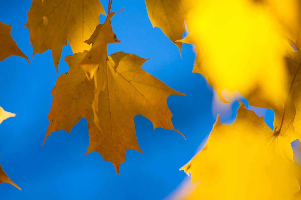 _MG_8748.jpg - yellow & blue