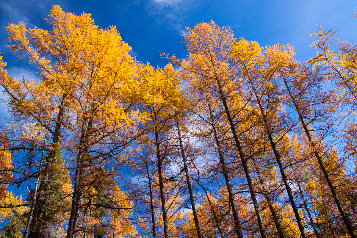 _MG_9010.jpg - Wall of gold