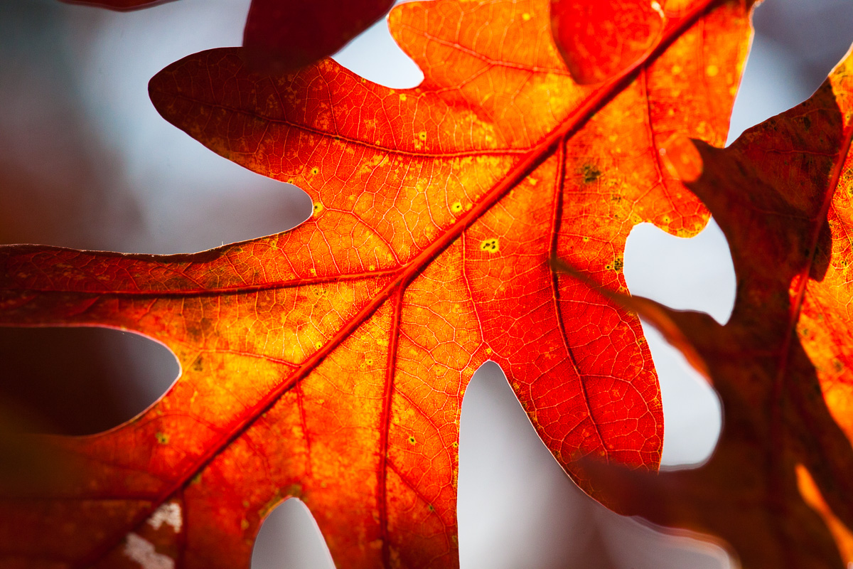 _MG_9670.jpg - oak leaf