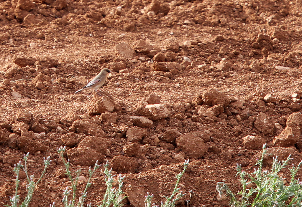 Desert Finch