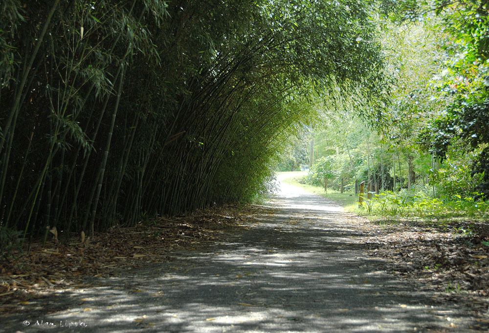 Bamboo awning