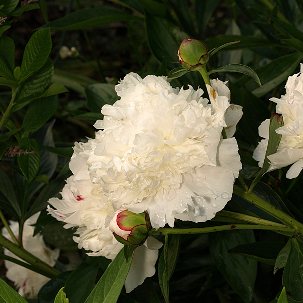 P6144548sqsm.jpg