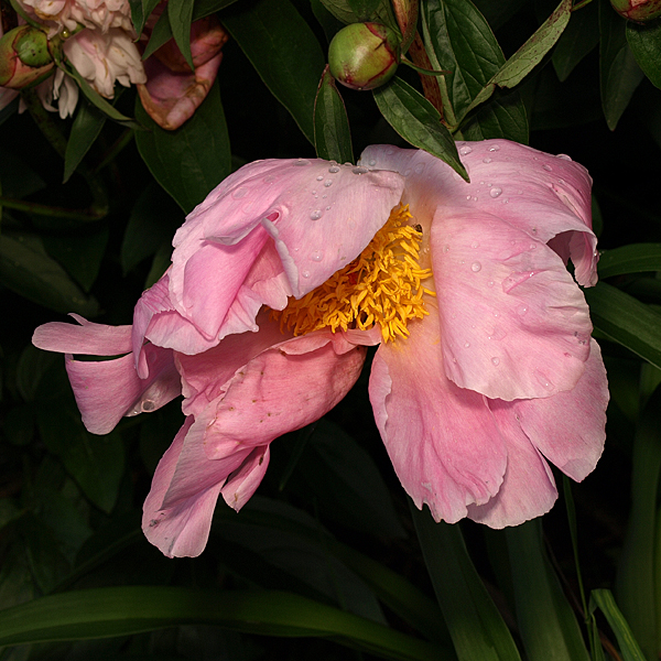 P6144565sqsm.jpg