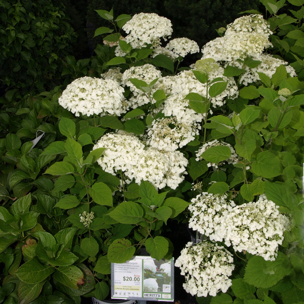 P6264638bsm.jpg