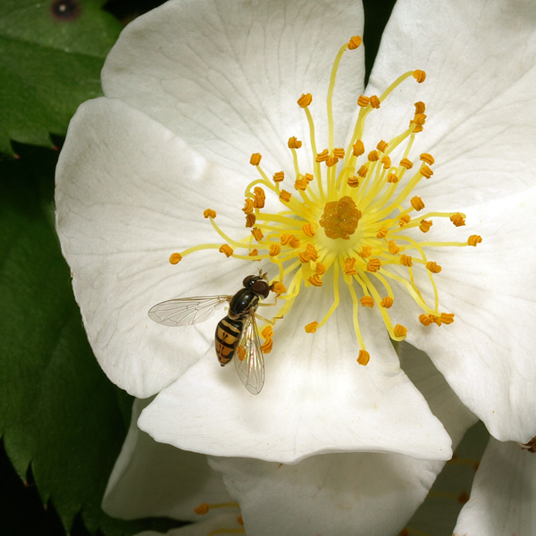 P6054459sm.jpg